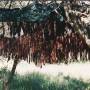 biltong.jpg