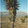 intro_aloe.png