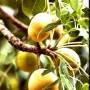 marula_fruit.jpg