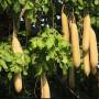 sausage_tree_fruit.jpg